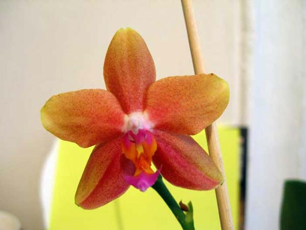 орхидеи фото