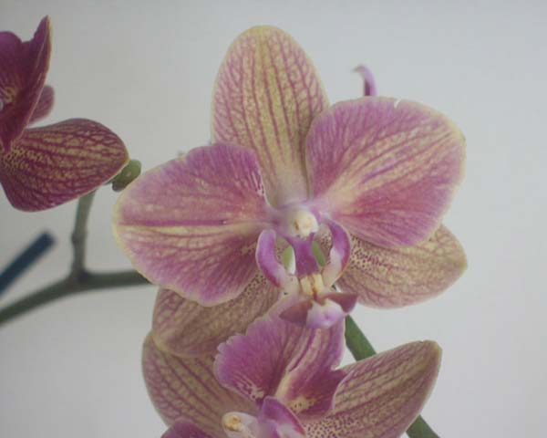 фаленопсисы содержание дома