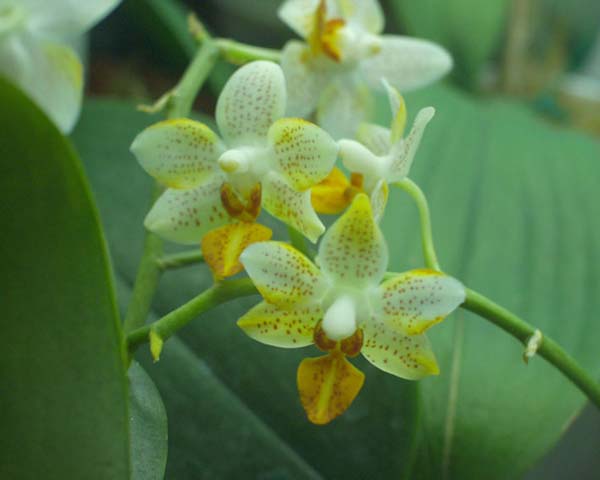 фаленопсис покупка