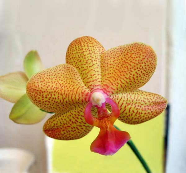 орхидеи выращивание