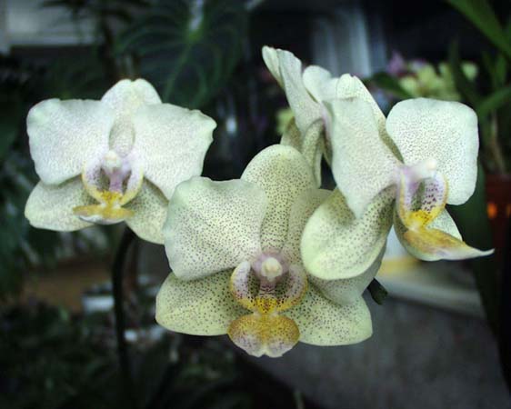 орхидея уход