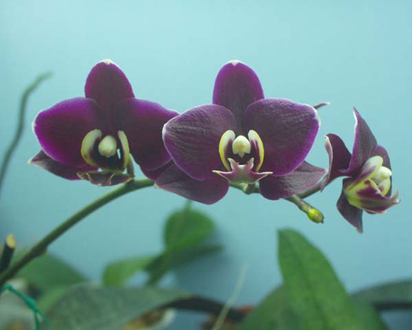 орхидея Black Butterfly