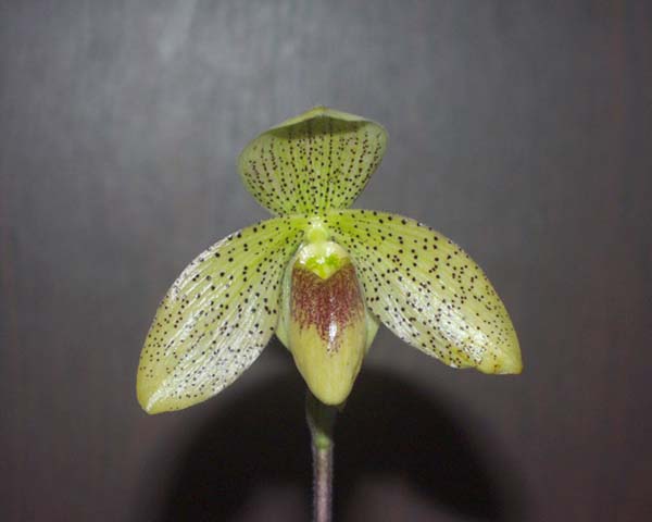 орхидеи выращивание