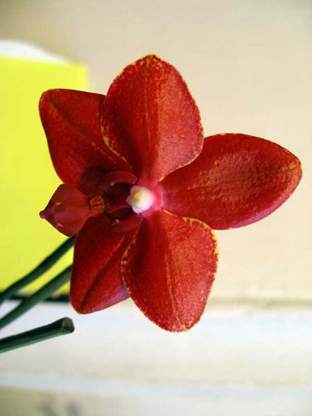 орхидея и уход за ней