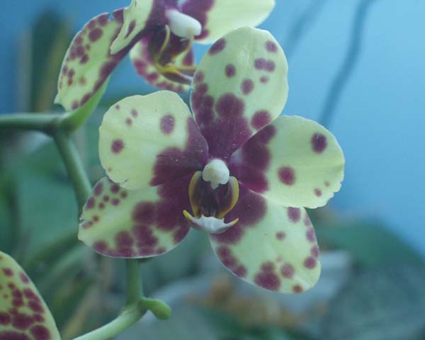 орхидеи и уход за ними