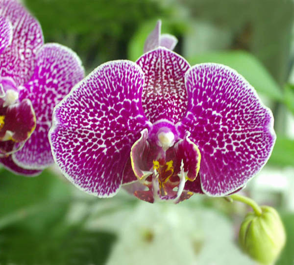 орхидеи выращивание