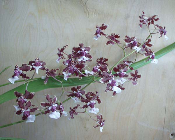 фаленопсисы выращивание